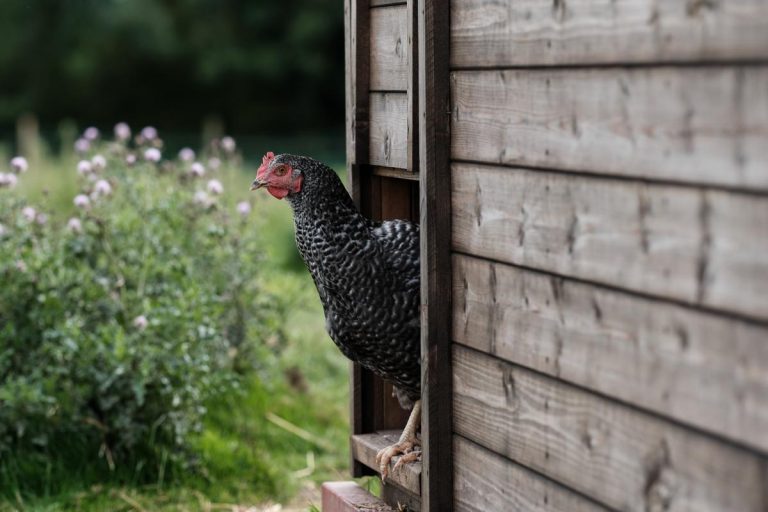 old hall farm general 51 768x512