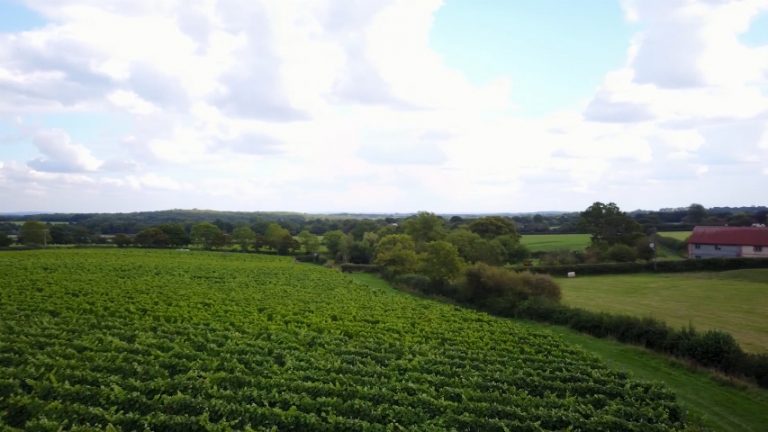 court garden 768x432