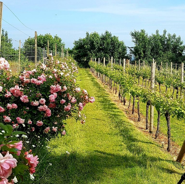 High CLandon vineyartd summer 2022 768x761