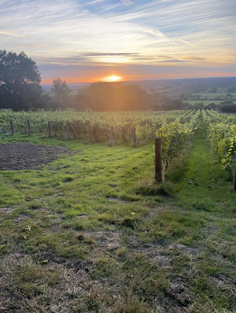 Vinessunshine 768x1019