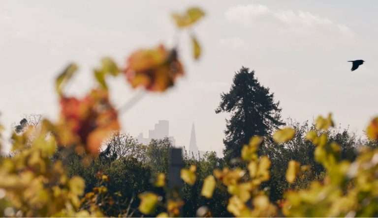 forty hill vineyard 768x444